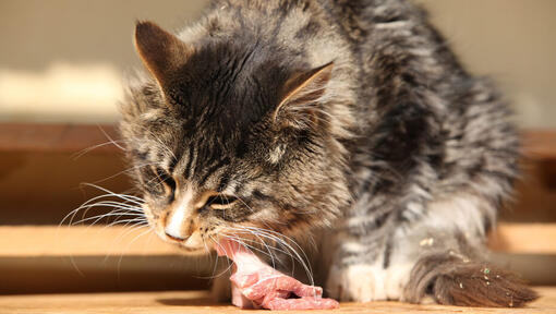 Feeding cats chicken store bones